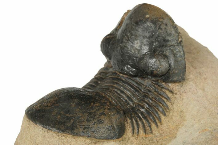 Paralejurus Trilobite Fossil - Foum Zguid, Morocco #204306